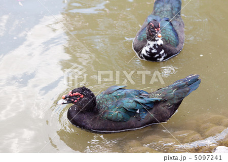 ducks floating in the water ducks floating in the water 5097241