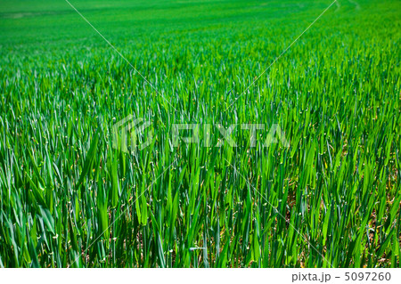 background of a lush green grass 5097260