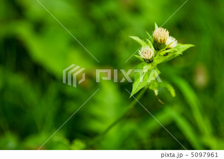 bur on the background of lush green grass bur on the background of lush green grass 5097961