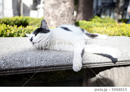 portrait of a street cat outdoor portrait of a street cat outdoor 5098013