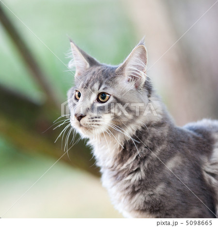 beautiful striped maine coon cat in nature beautiful striped maine coon cat in nature 5098665
