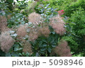 スモークツリー 5098946