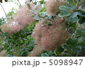 スモークツリー 5098947