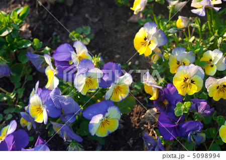 beautiful tulips and pansies in the park 5098994