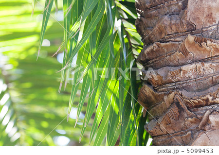 leaf of palm tree in sunlight 5099453