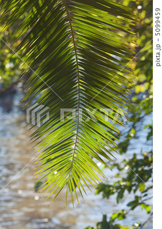 leaf of palm tree in sunlight leaf of palm tree in sunlight 5099459