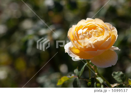 background of beautiful roses in the garden background of beautiful roses in the garden 5099537