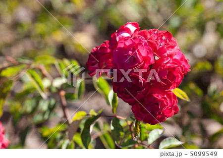 background of beautiful roses in the garden background of beautiful roses in the garden 5099549