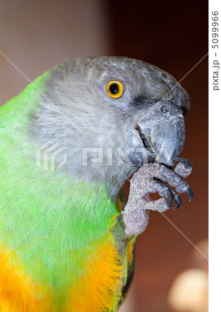 beautiful green and yellow senegal  parrot closeup 5099966