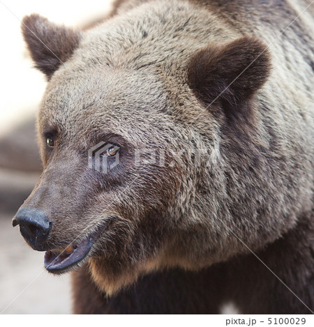 portrait of a beautiful brown bear outdoor portrait of a beautiful brown bear outdoor 5100029