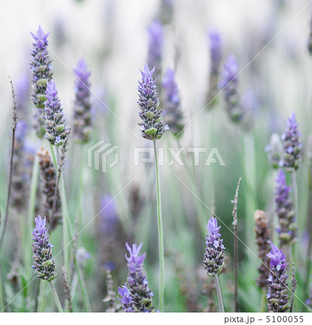 background of the beautiful purple lavender flowers 5100055