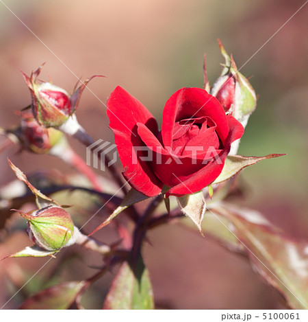 background of beautiful roses in the garden background of beautiful roses in the garden 5100061