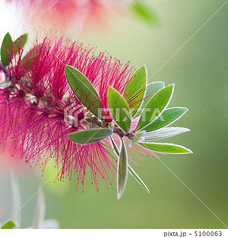 pink flowers on a green tree 5100063