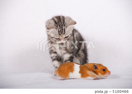 仲良しハムスターと子猫の写真素材