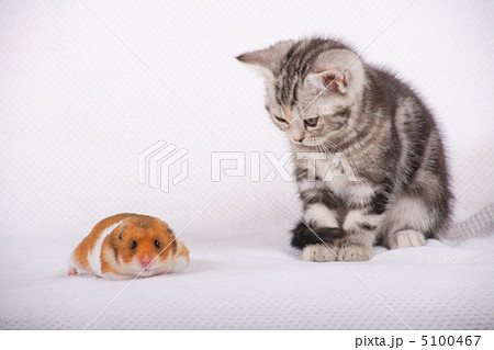 仲良しハムスターと子猫の写真素材
