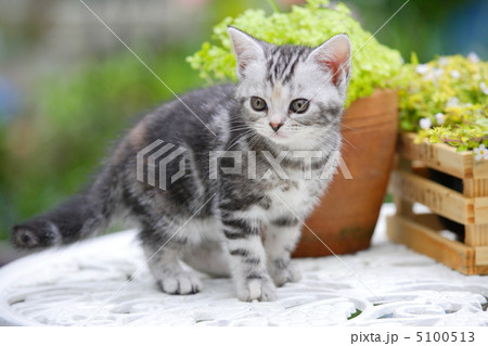 植物とアメリカンショートヘア子猫 植物とアメリカンショートヘア子猫 5100513