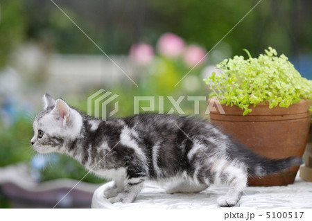 植物とアメリカンショートヘア子猫 5100517