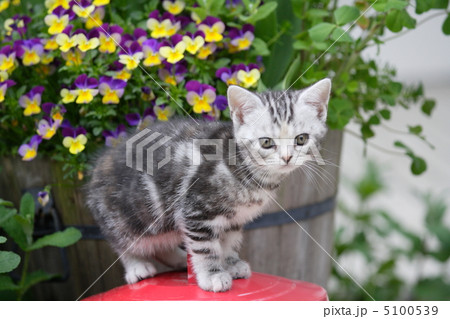 お庭で赤い缶の上に座った子猫 5100539