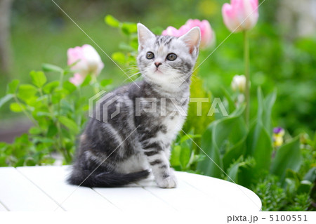 お庭の花と子猫 5100551