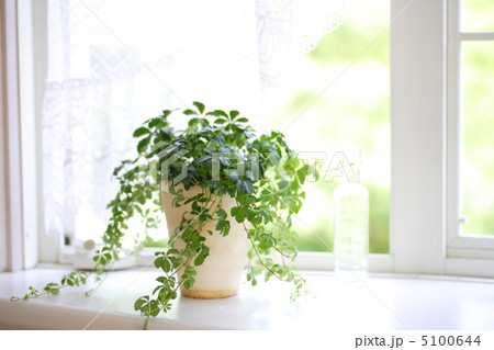 パインシュガー 5100644