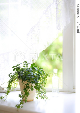 パインシュガー 5100645