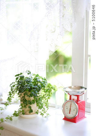 パインシュガー 5100646