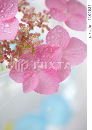 紫陽花 紫陽花 5100682