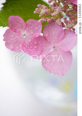 紫陽花 紫陽花 5100683