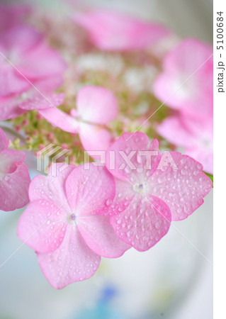 紫陽花 5100684