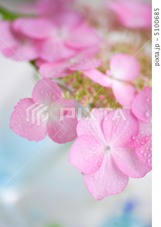 紫陽花 紫陽花 5100685