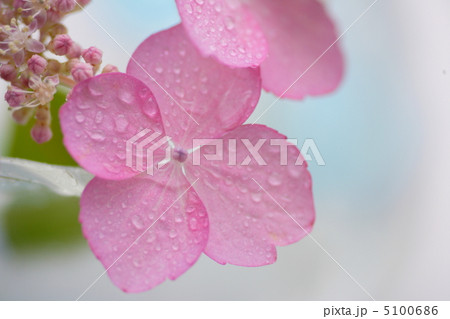 紫陽花 紫陽花 5100686