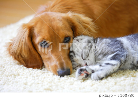 仲良しミニチュアダックスとアメリカンショートヘアの仔猫 5100730