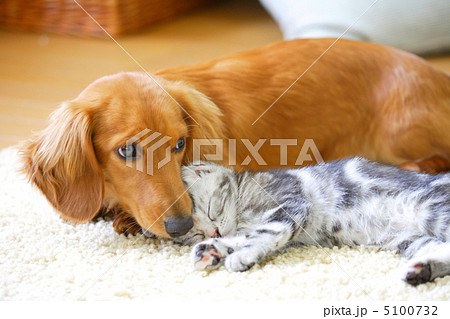 仲良しミニチュアダックスとアメリカンショートヘアの仔猫 5100732