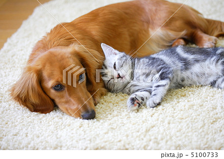 仲良しミニチュアダックスとアメリカンショートヘアの仔猫 仲良しミニチュアダックスとアメリカンショートヘアの仔猫 5100733