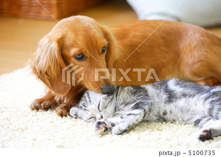 仲良しミニチュアダックスとアメリカンショートヘアの仔猫 仲良しミニチュアダックスとアメリカンショートヘアの仔猫 5100735