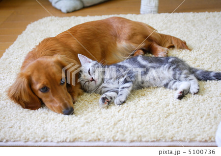 仲良しミニチュアダックスとアメリカンショートヘアの仔猫 仲良しミニチュアダックスとアメリカンショートヘアの仔猫 5100736