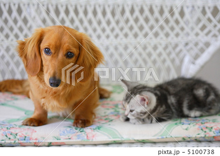 仲良しミニチュアダックスとアメリカンショートヘアの仔猫 5100738