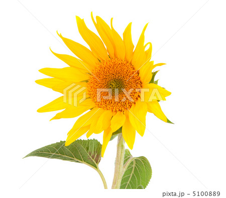 sunflower isolated 5100889