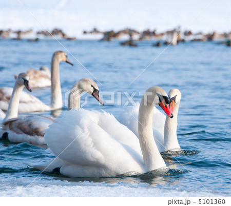 Swans 5101360