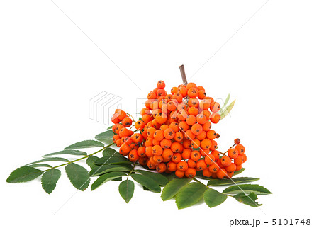 ashberry isolated 5101748