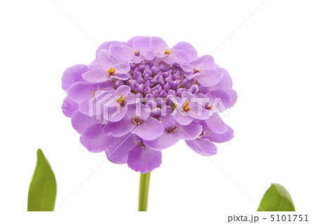 purple flower isolated purple flower isolated 5101751