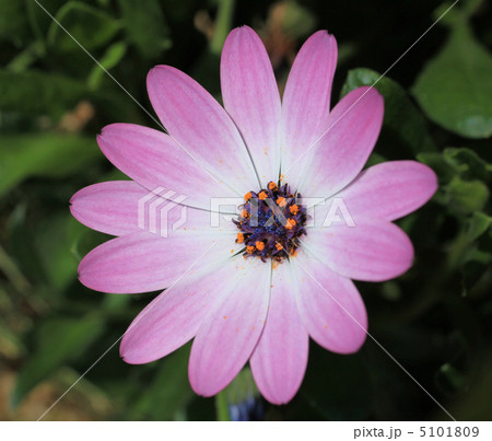 ディモルフォセカ 5101809