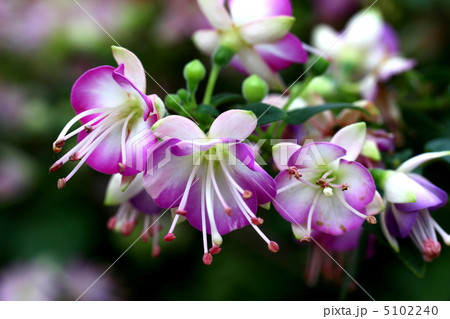 フクシア 5102240