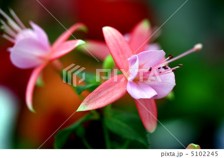 フクシア 5102245