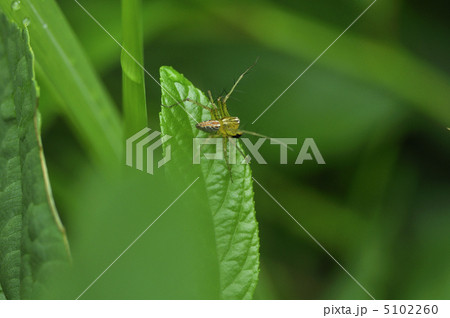 獲物を待つ 獲物を待つ 5102260
