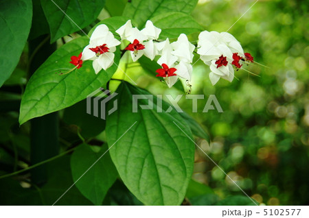 7月熱帯植物 ゲンペイカズラ・クマツズラ科08 7月熱帯植物 ゲンペイカズラ・クマツズラ科08 5102577