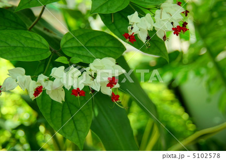 7月熱帯植物 ゲンペイカズラ・クマツズラ科07 7月熱帯植物 ゲンペイカズラ・クマツズラ科07 5102578