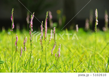 7月　ネジバナ・ラン科22 5102610