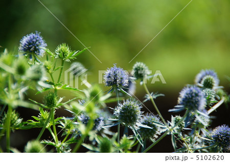 7月　エリンジウム・セリ科01 5102620