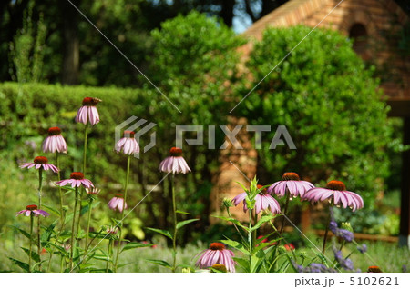 7月　エキナケア・キク科15 5102621
